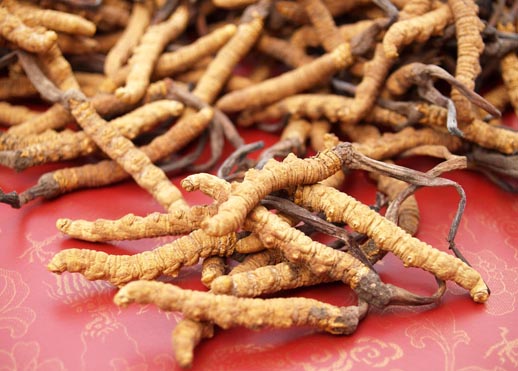 Cordyceps Üreticisi