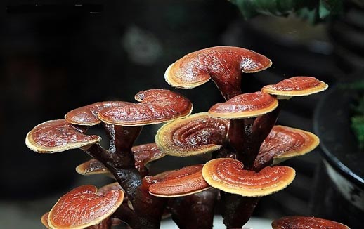 Ganoderma lucidum Üretici